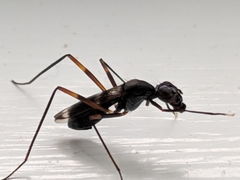 Taeniaptera trivittata