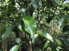 Artocarpus lacucha