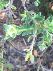 Gnidia sericea