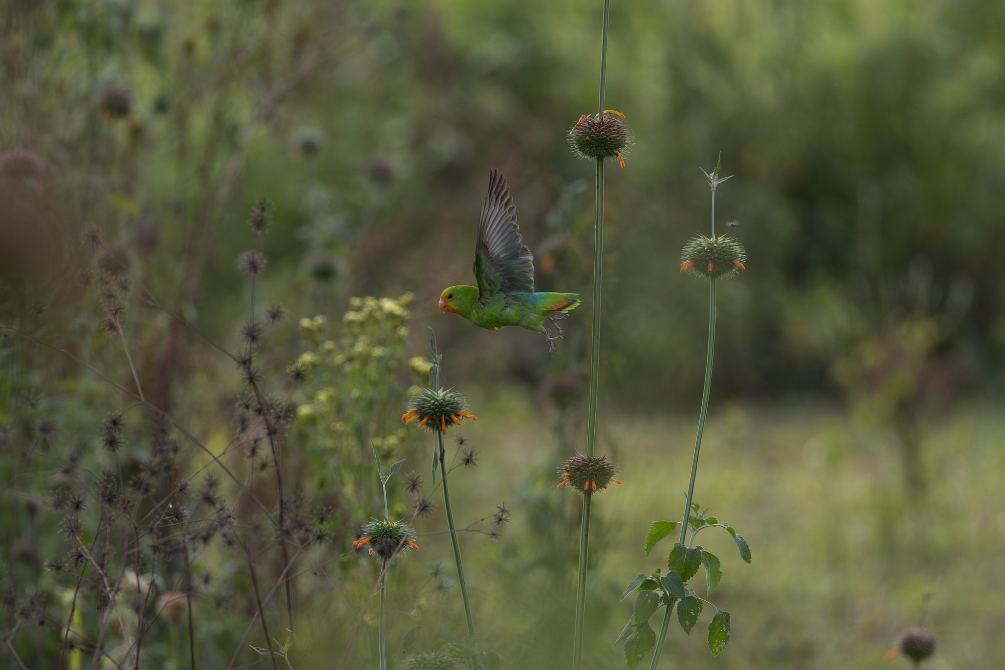 Red-headed Lovebird (Agapornis pullarius), photo 6