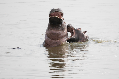 Hippo