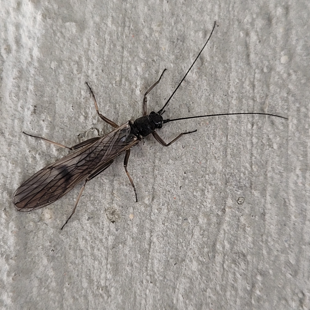 Rhabdiopteryx