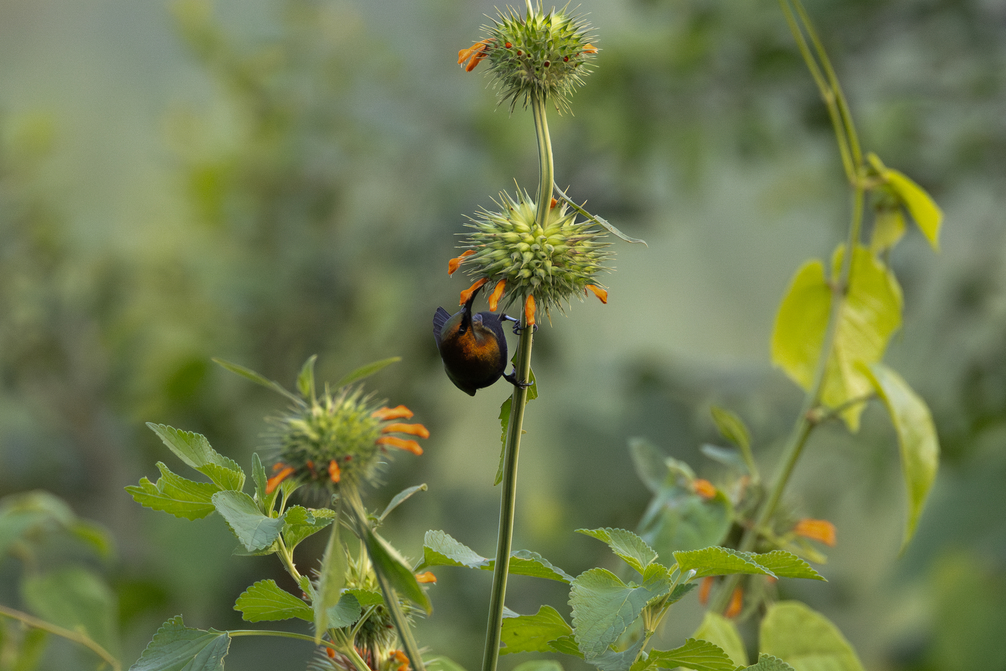 Copper Sunbird (Cinnyris cupreus), photo 9