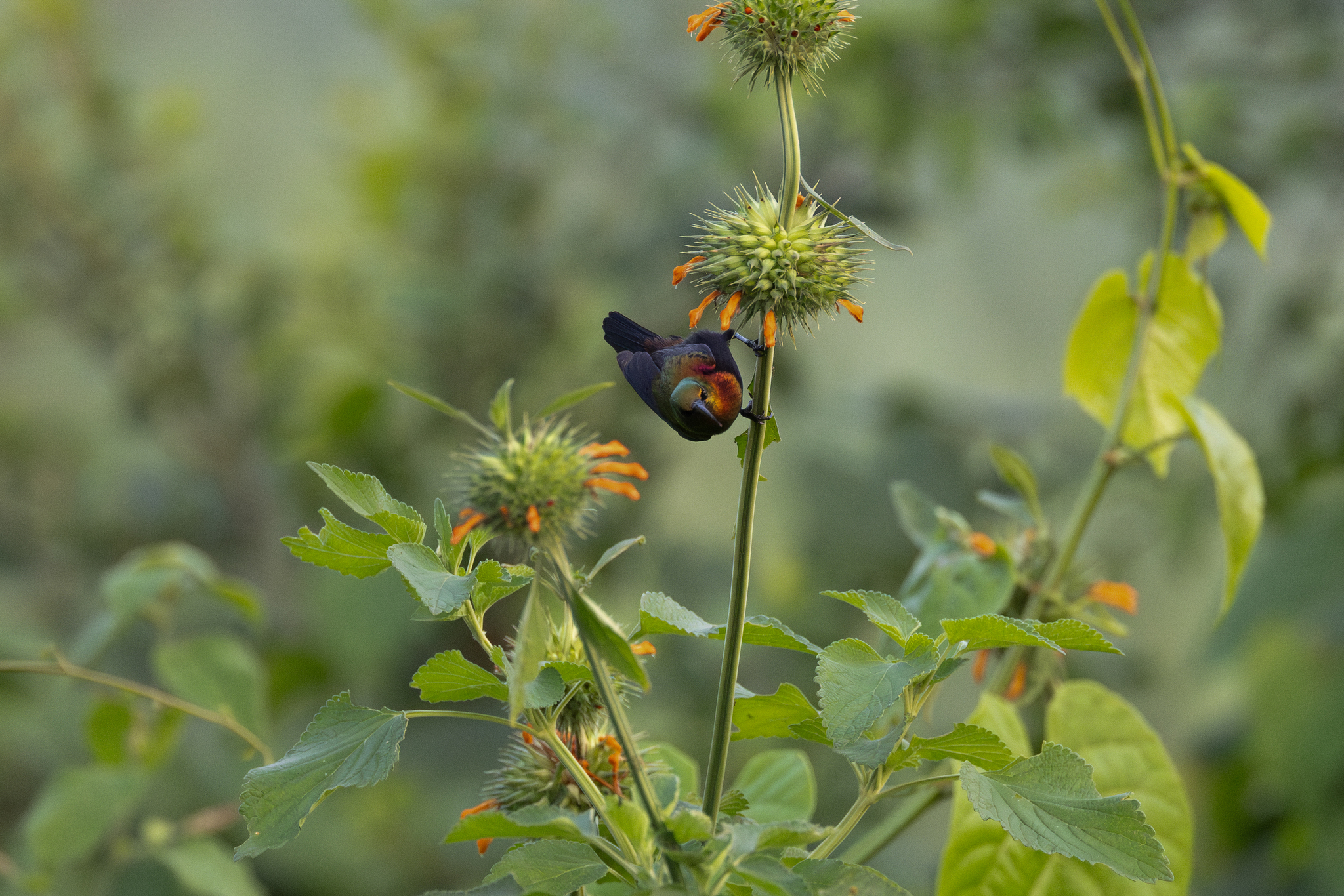 Copper Sunbird (Cinnyris cupreus), photo 10