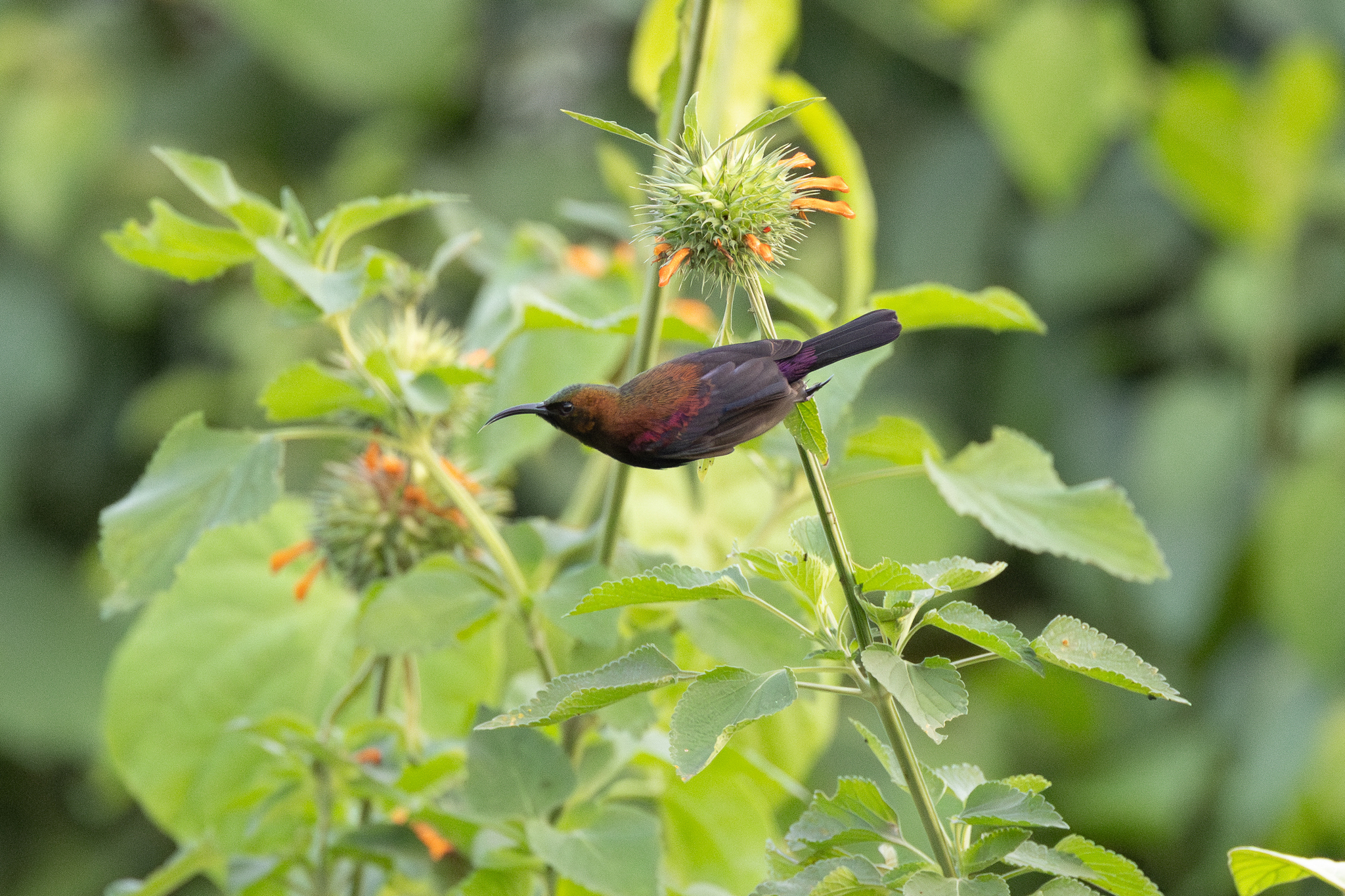 Copper Sunbird (Cinnyris cupreus), photo 8