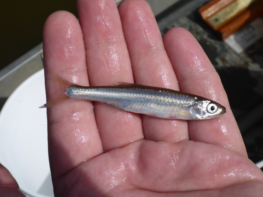 Emerald shiner from Blue Earth County, MN, USA on August 15, 2023 at 04 ...