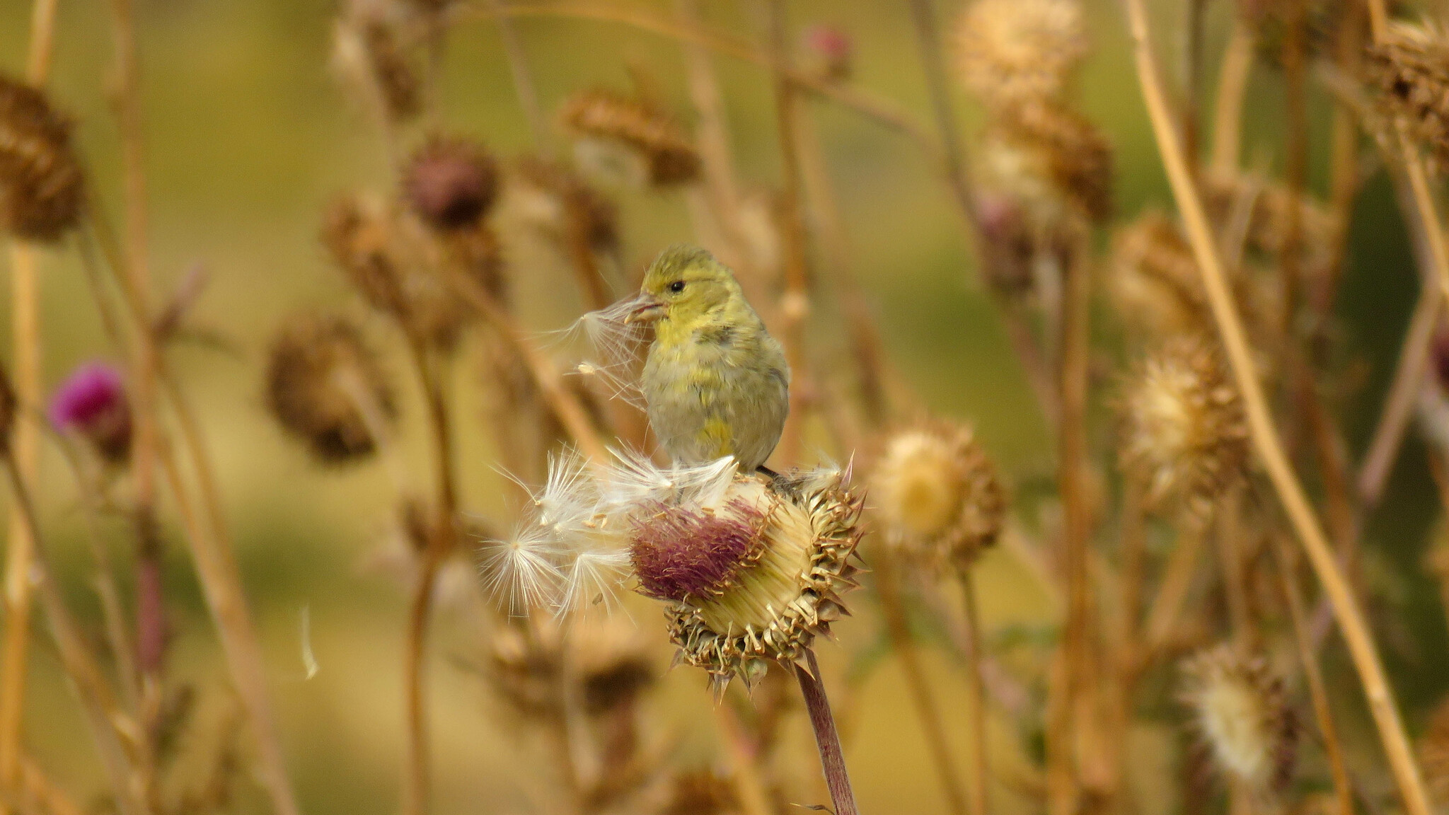 Black-chinned Siskin (Spinus barbatus)