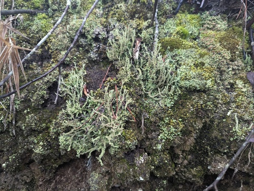Sheltowee Trace NRT Section 16