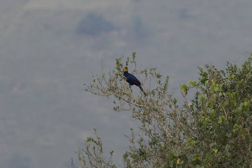 Ross's Turaco (Tauraco rossae), photo 9