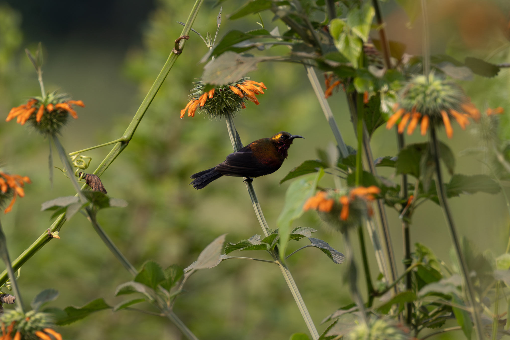 Copper Sunbird (Cinnyris cupreus), photo 7