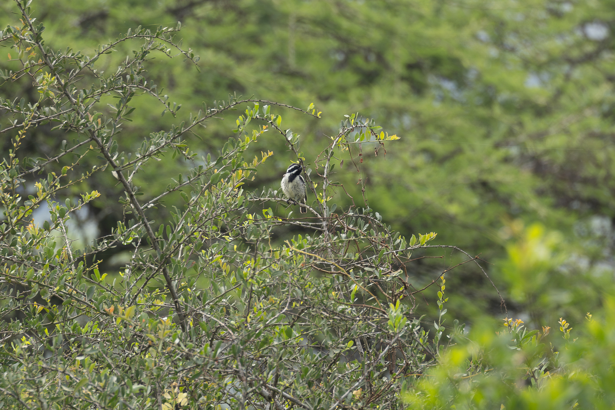 Spot-flanked Barbet (Tricholaema lacrymosa), photo 4