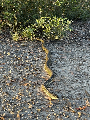 Diamond Python sighting