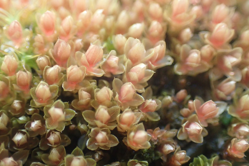 Image of Ptychostomum pallens by (c) Thomas Gyselinck, some rights reserved (CC BY)