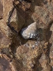 Nodilittorina pyramidalis