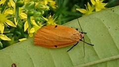 Eilema costipuncta