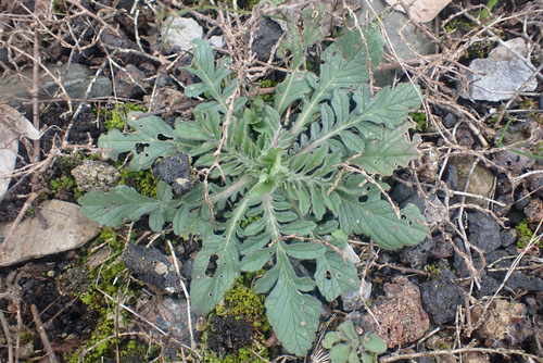 Scabiosa columbaria leaves