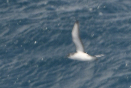 Subantarctic Shearwater (Puffinus elegans), photo 7