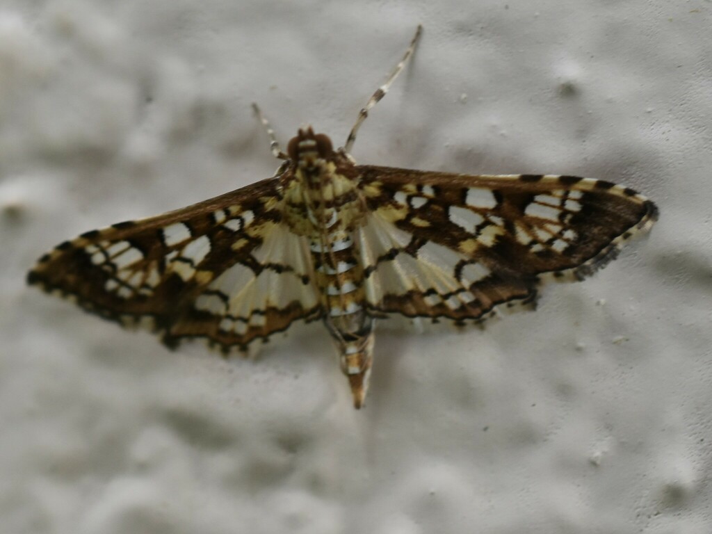 Stained-glass Moth from 2875 Citrus Lake Dr, Naples, FL 34109, USA on ...
