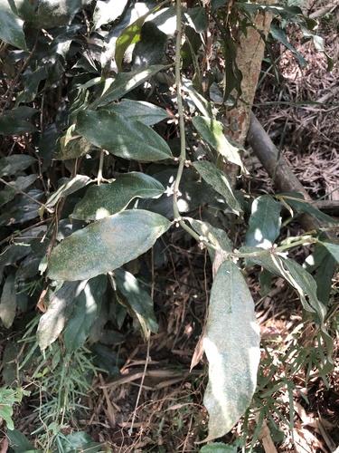 Lasianthus verticillatus iNat (1)
