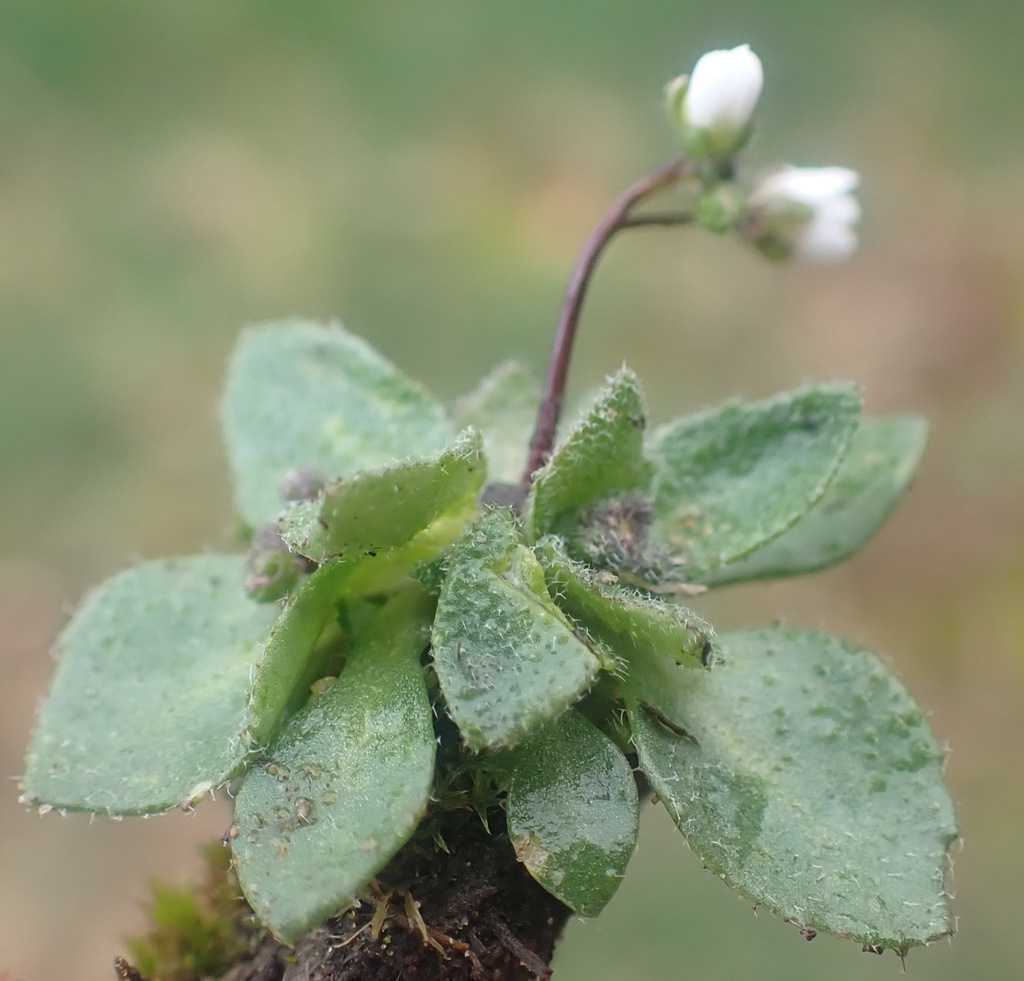 Draba majuscula