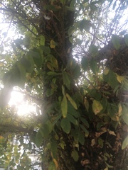 Robinia pseudoacacia