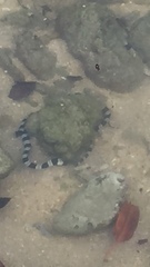 Myrichthys colubrinus