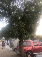Robinia pseudoacacia