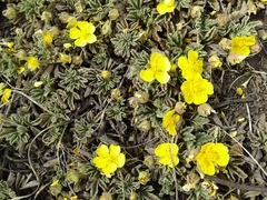 Potentilla acaulis