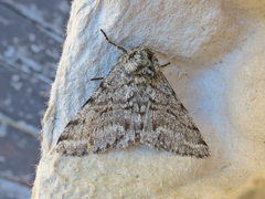 Lycia ursaria