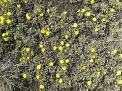 Potentilla acaulis