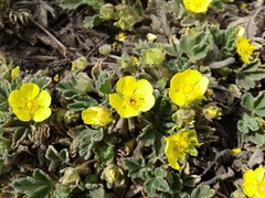 Potentilla acaulis