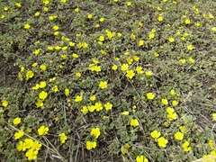 Potentilla acaulis
