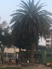 Phoenix canariensis