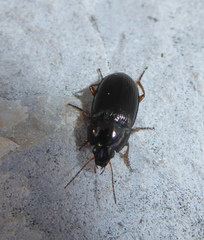 Amara familiaris