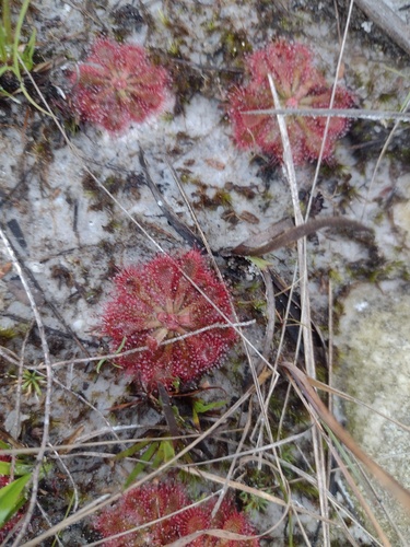 Drosera hirtella