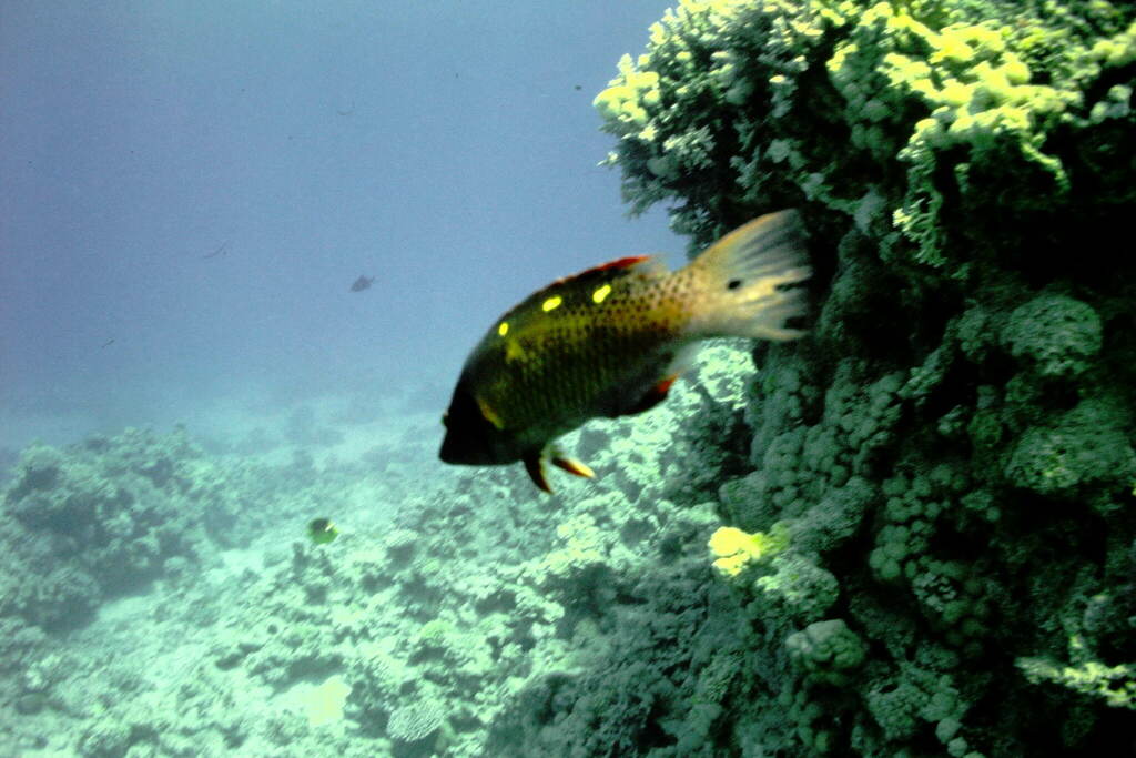 Diana's hogfish