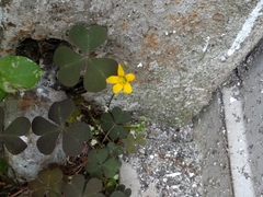 Oxalis corniculata
