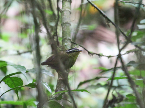 iNaturalist image