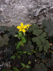 Oxalis corniculata