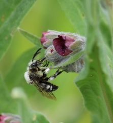 Melecta albifrons