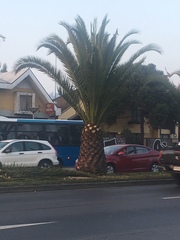 Phoenix canariensis