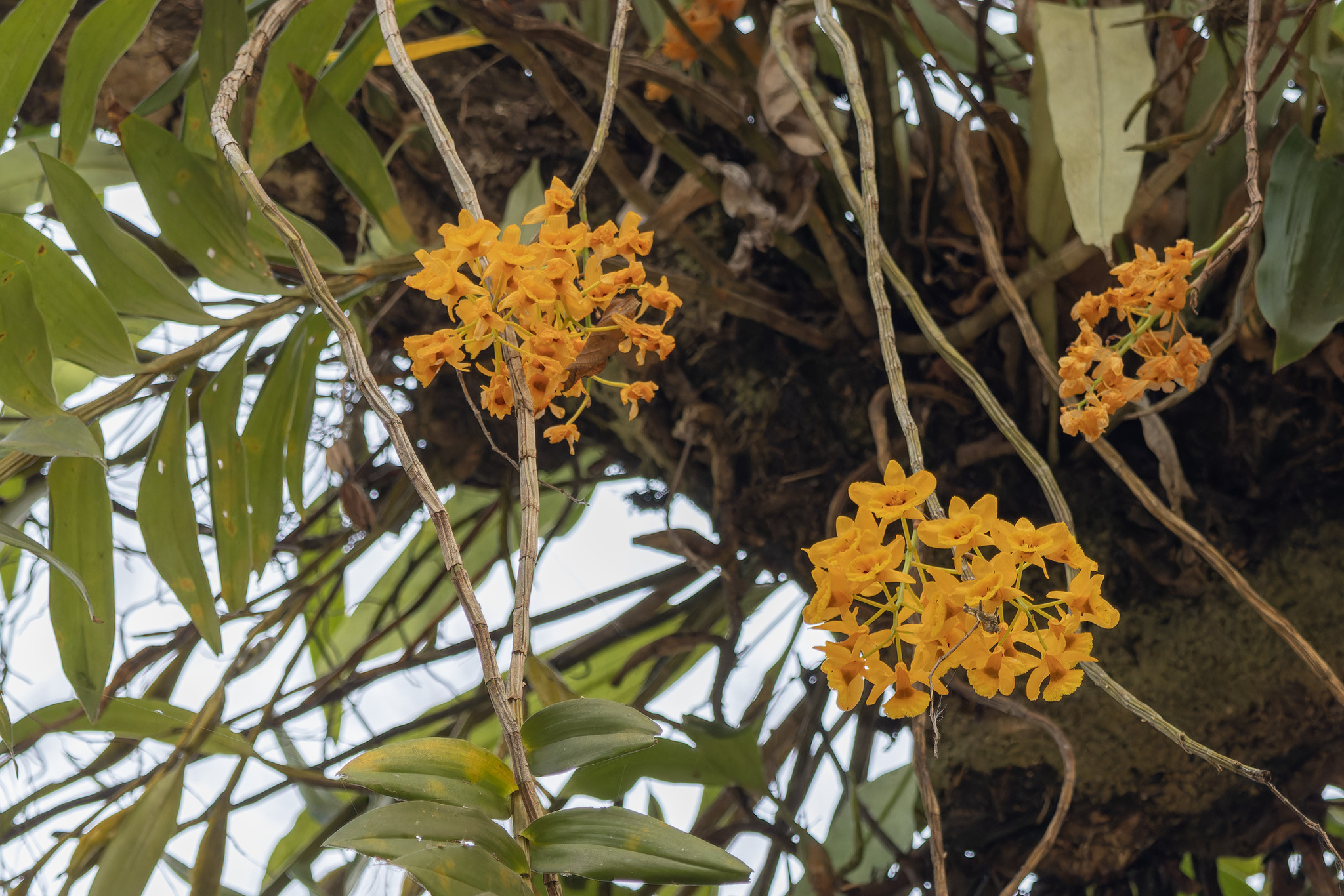 Imagem de dendrobium