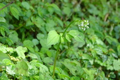 Valeriana flaccidissima