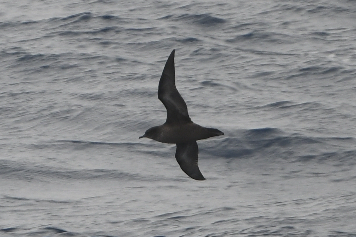 Short-tailed Shearwater