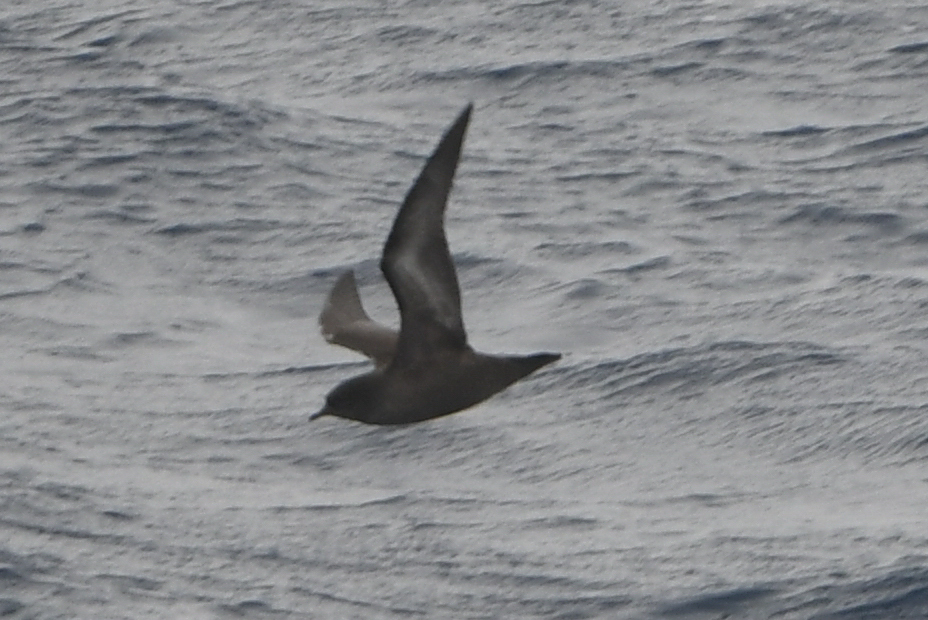 Short-tailed Shearwater