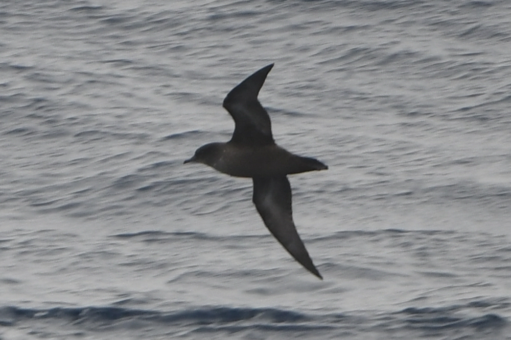 Short-tailed Shearwater