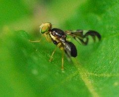 Euleia heraclei