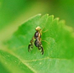 Euleia heraclei