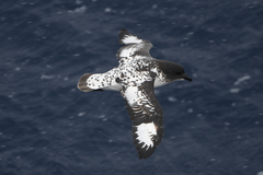 Cape Petrel photo 5