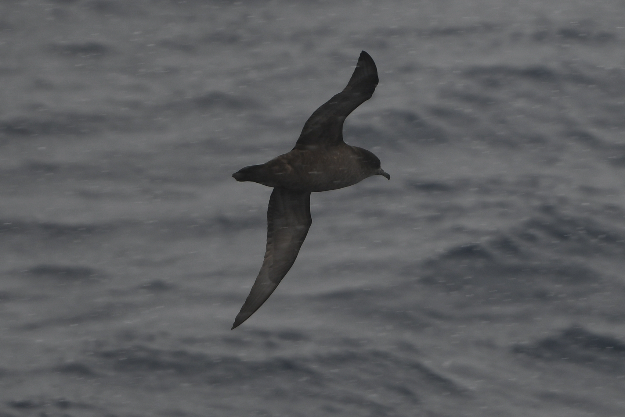 Short-tailed Shearwater